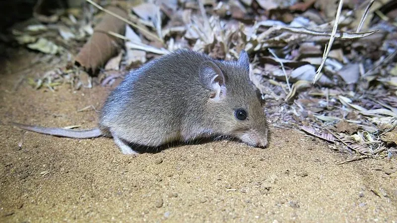 A small pouched rat on the ground.