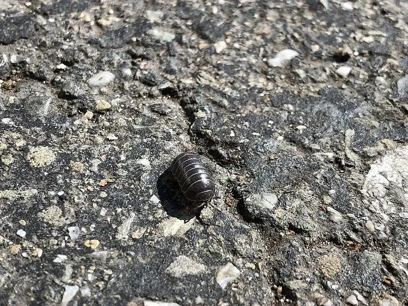 A small black pill bug on a rocky surface.