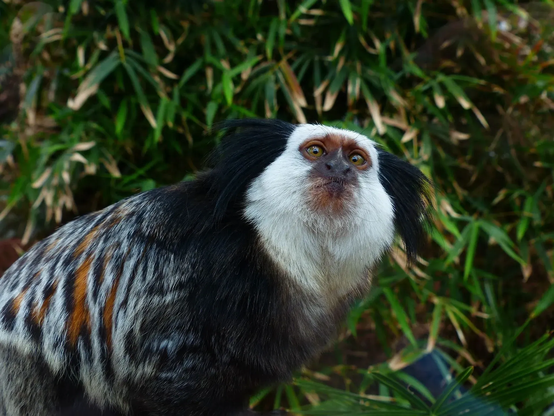 A Geoffroy's marmoset.