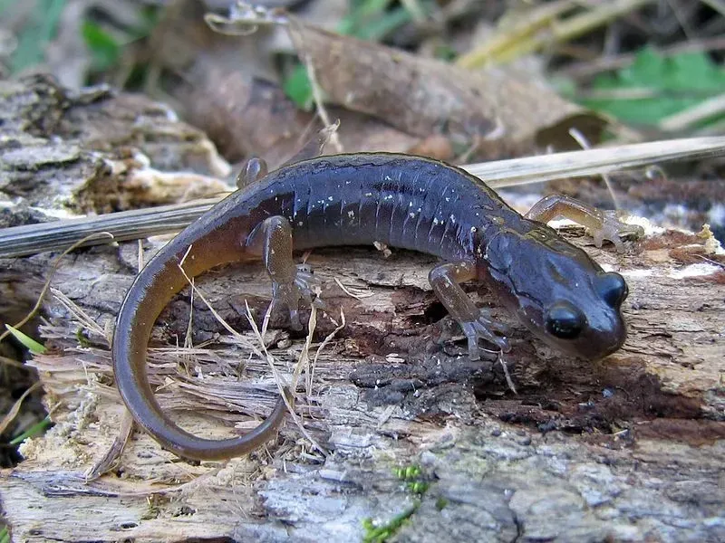 A slimy black-colored arboreal salamander.