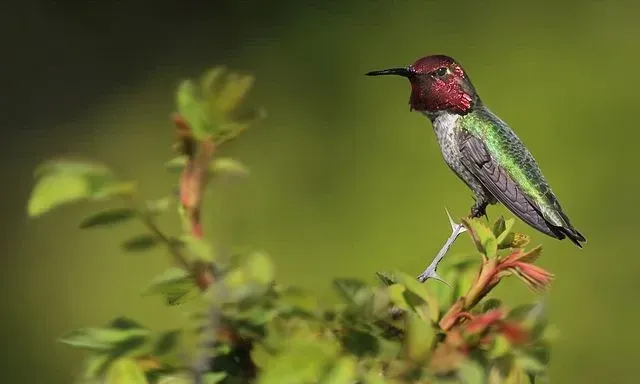 Anna's hummingbird on a tree branch.