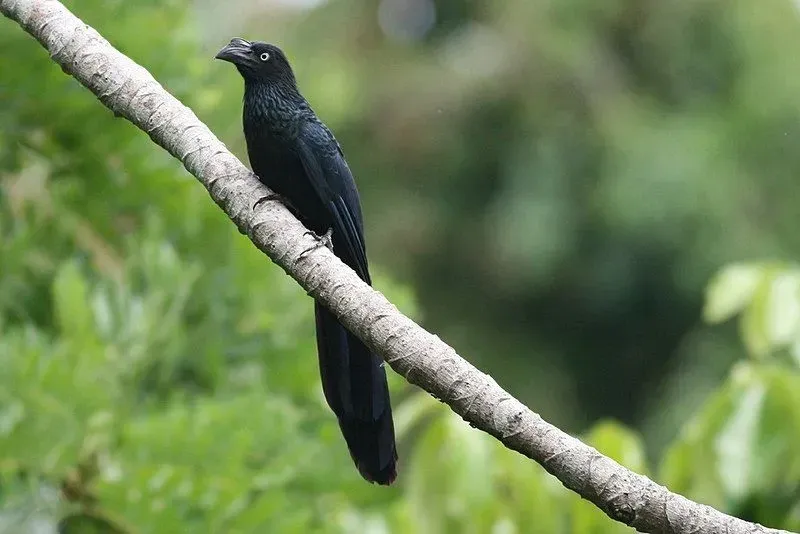 A black-colored Ani bird on the branch of a tree.