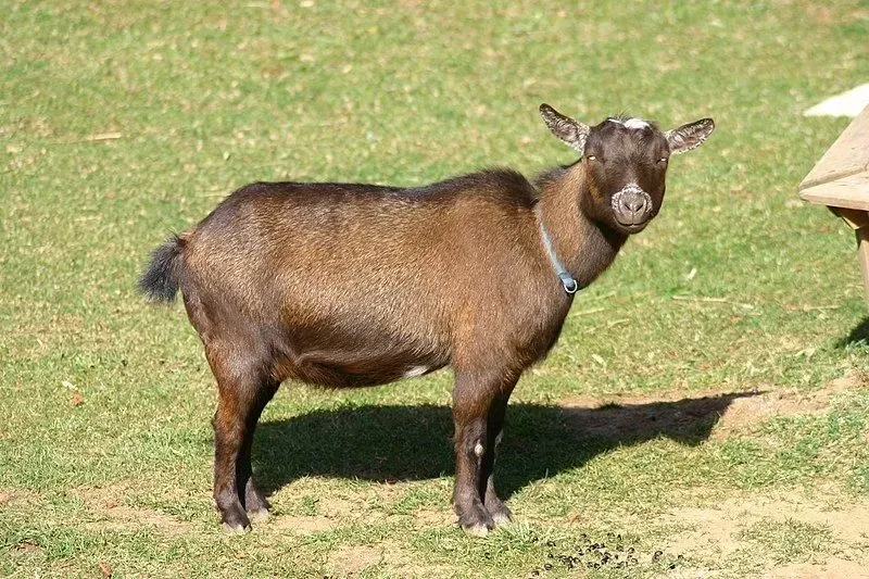 A Nigerian dwarf goat on a field.