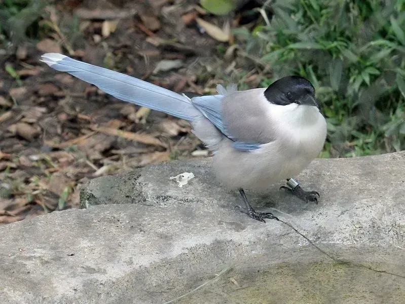 Azure-winged magpie has stunning azure feathers and a tail. with a black-colored head.