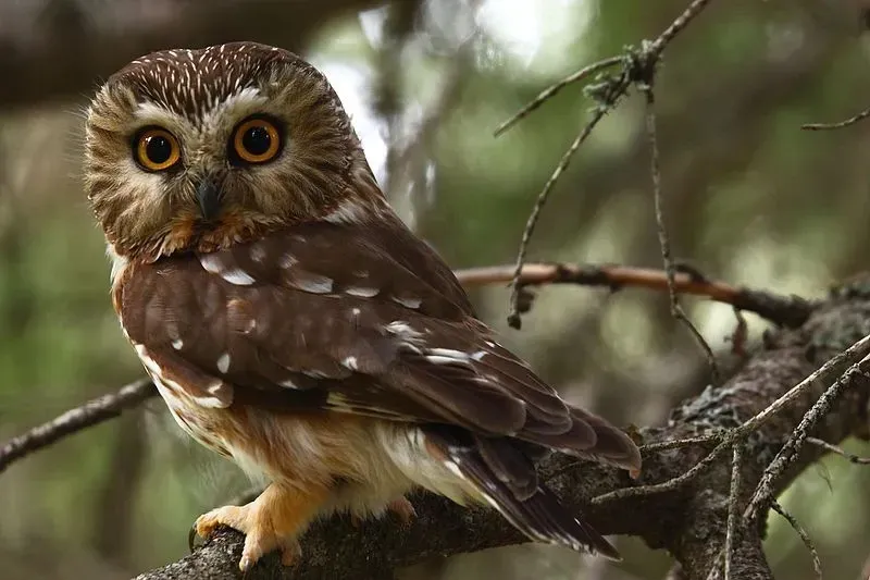 The northern saw-whet owl's face is light and dark brown.