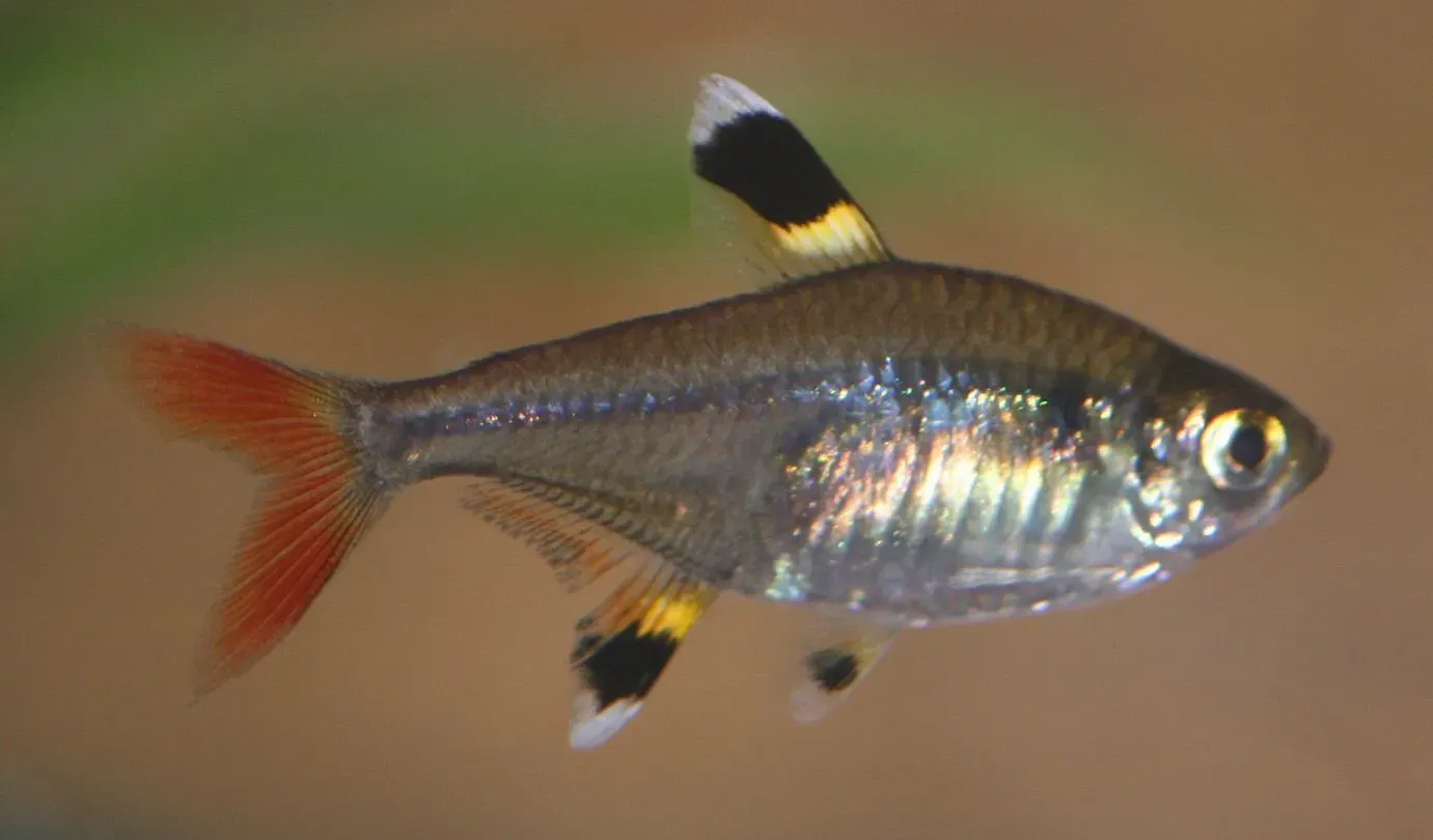 The x-ray tetra is a beautiful little fish.