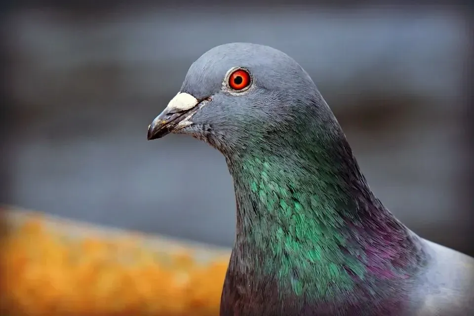 Close-up of the face and neck of a Rock Dove.