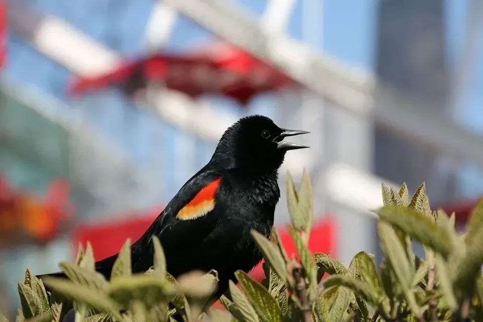 Red-winged blackbirds like to live in cattail marshes.