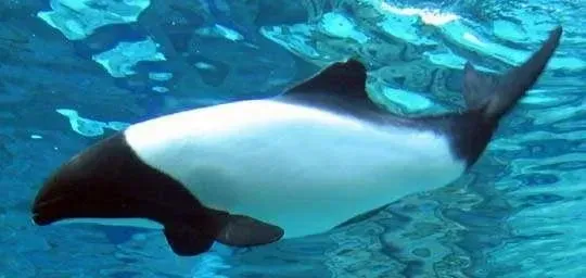 Commerson's Dolphins are black and white in color.