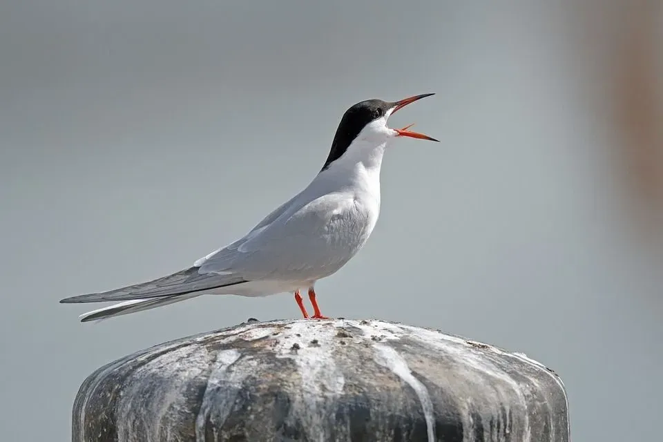 The Roseate Tern has stunning white plumage and a black-colored head.