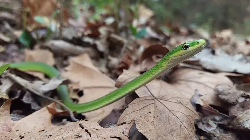The Rough green snakes are bright green in color with a thin body that can be as long as 3.8 ft (115cm)!