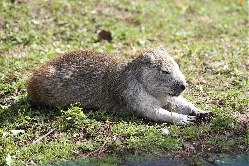 Endemic to Cuba, The Desmarest's Hutia is known for its stocky body and large claws.