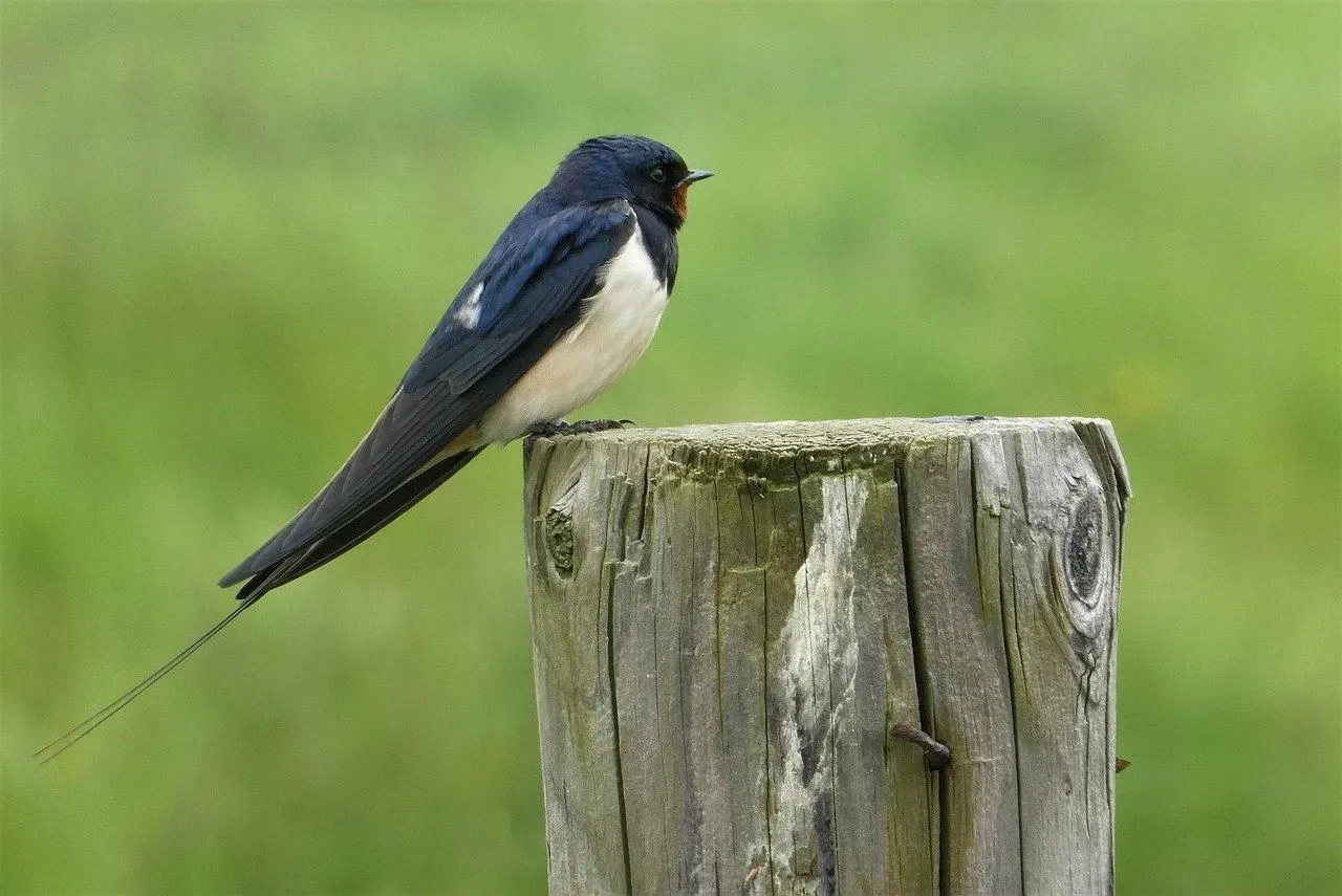 A swallow bird on the top of the cut trunk of a tree.