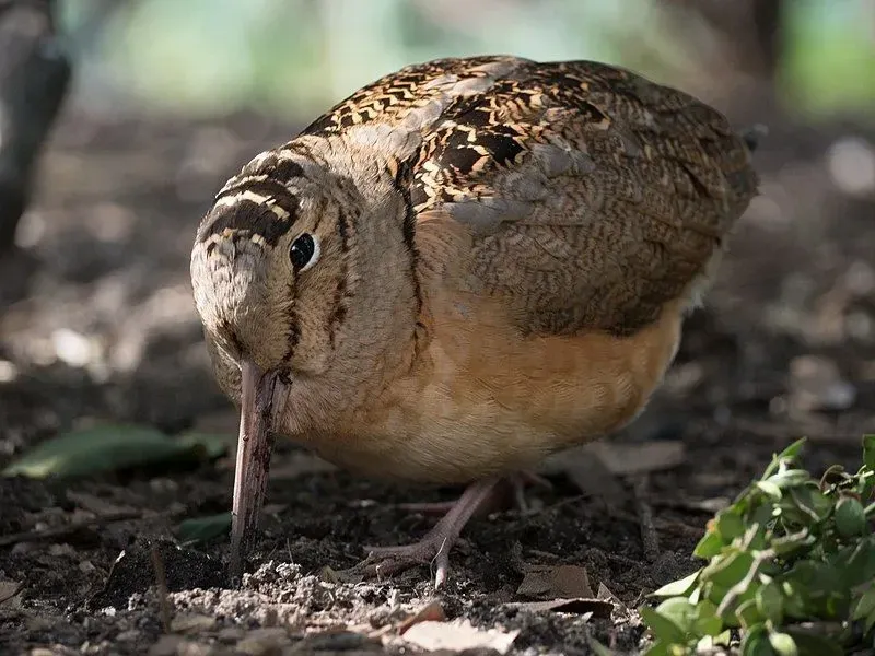 Close-up of a Woodcock bird on the ground.