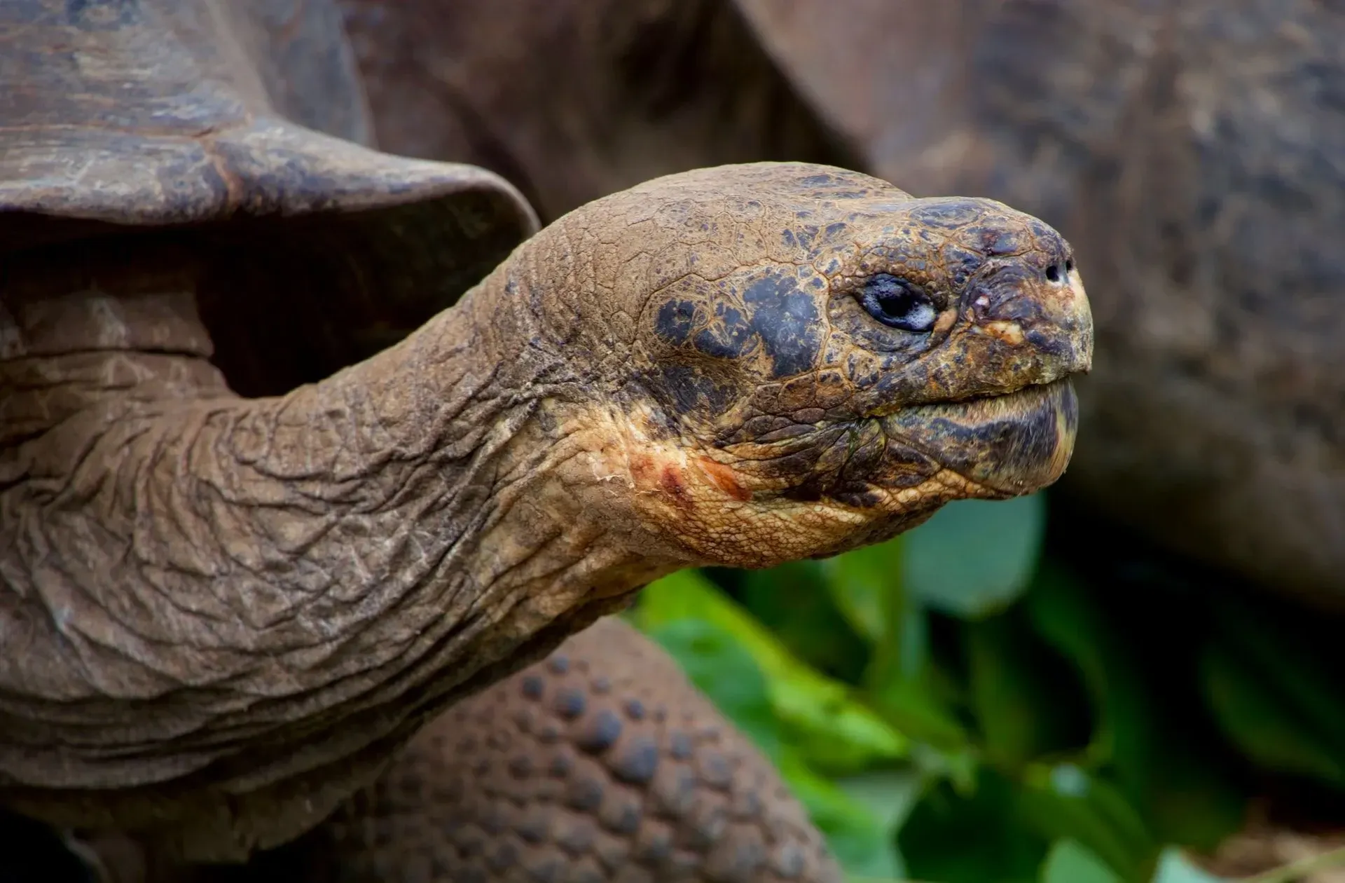 Close-up of the face of a tortoise.
