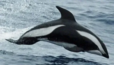 The hourglass dolphins are primarily black and white in color.