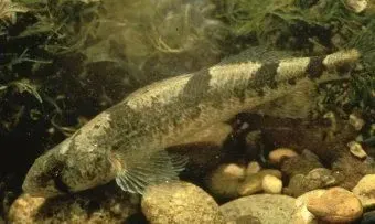 Snail darters are brown in color with brown straps on the back.