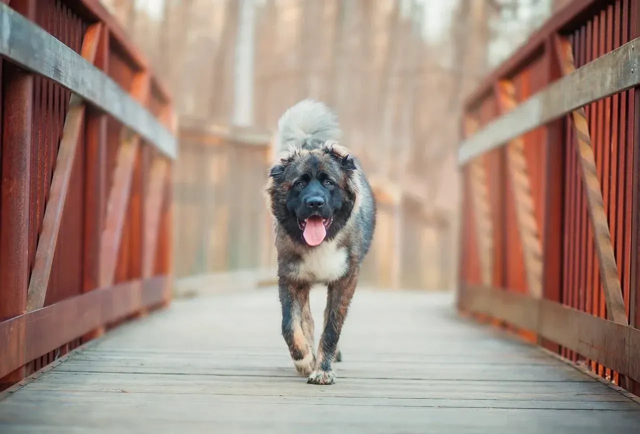A Caucasian Shepherd dog walking on a bridge.