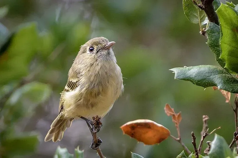 Hutton's vireos are small size birds that are often mistaken for their similar resemblance to warblers.