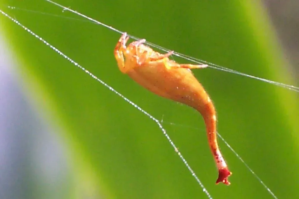 The tail of the Arachnura higginsi is similar to that of scorpions.
