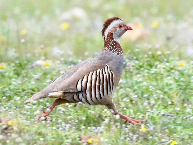 The Barbary partridges are quite similar to the red-legged partridges.