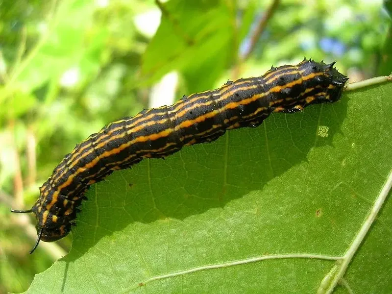 The orange tipped moth looks similar to the yellow stripes oakworm moth.