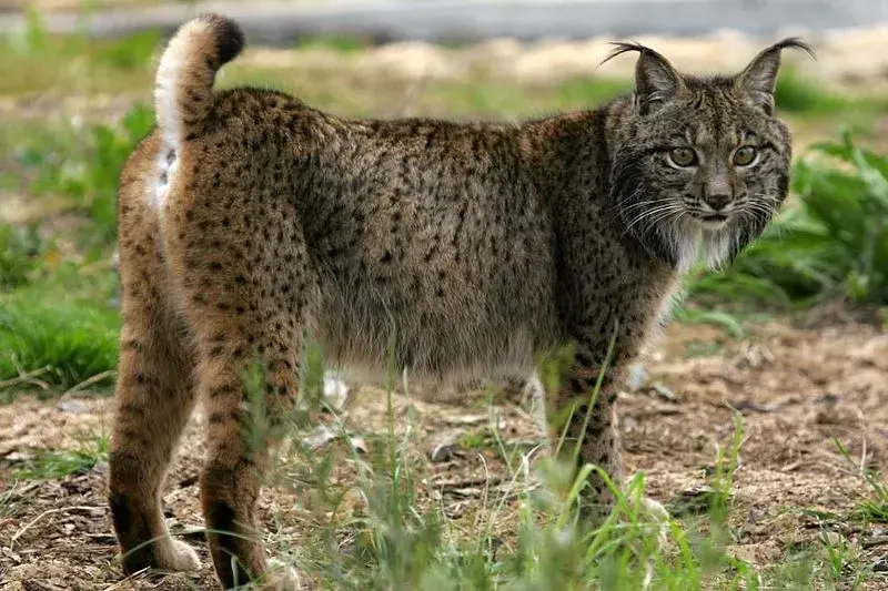 Iberian lynx is one of the most beautiful types of lynx found.