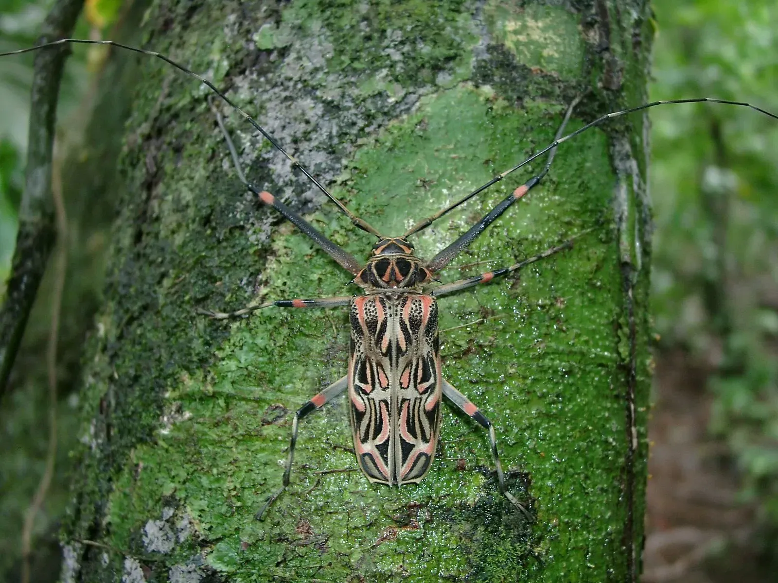 A Harlequin beetle on a tree trunk. 
