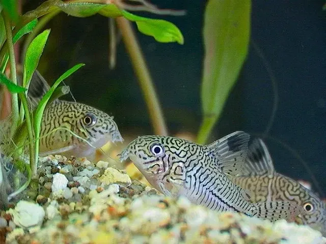 Leopard catfish is an exotic and cute species of catfish that is an excellent addition to other tank mates its own size.