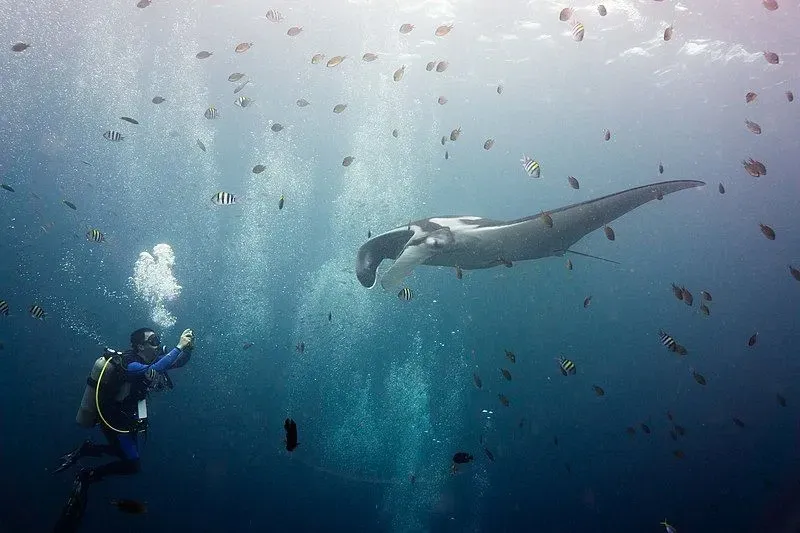 A giant manta ray's fins are horn-shaped giving them a scary appearance.