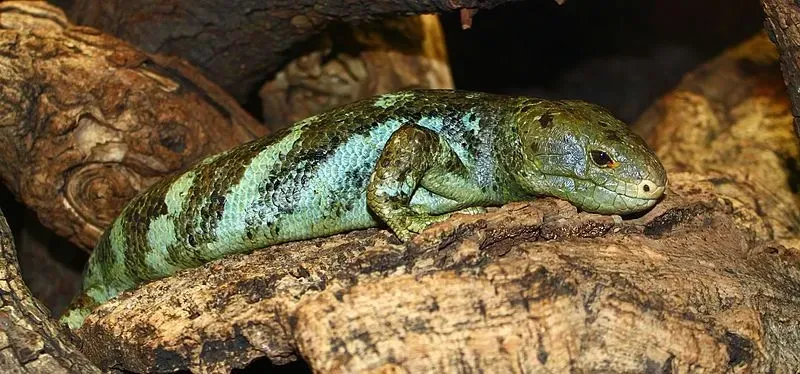 The monkey-tailed skink has green-colored scales with brown or black spots.