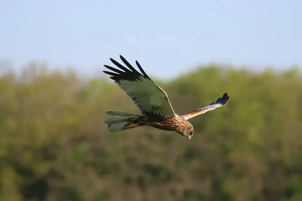 Marsh harrier facts are all about these voracious birds.