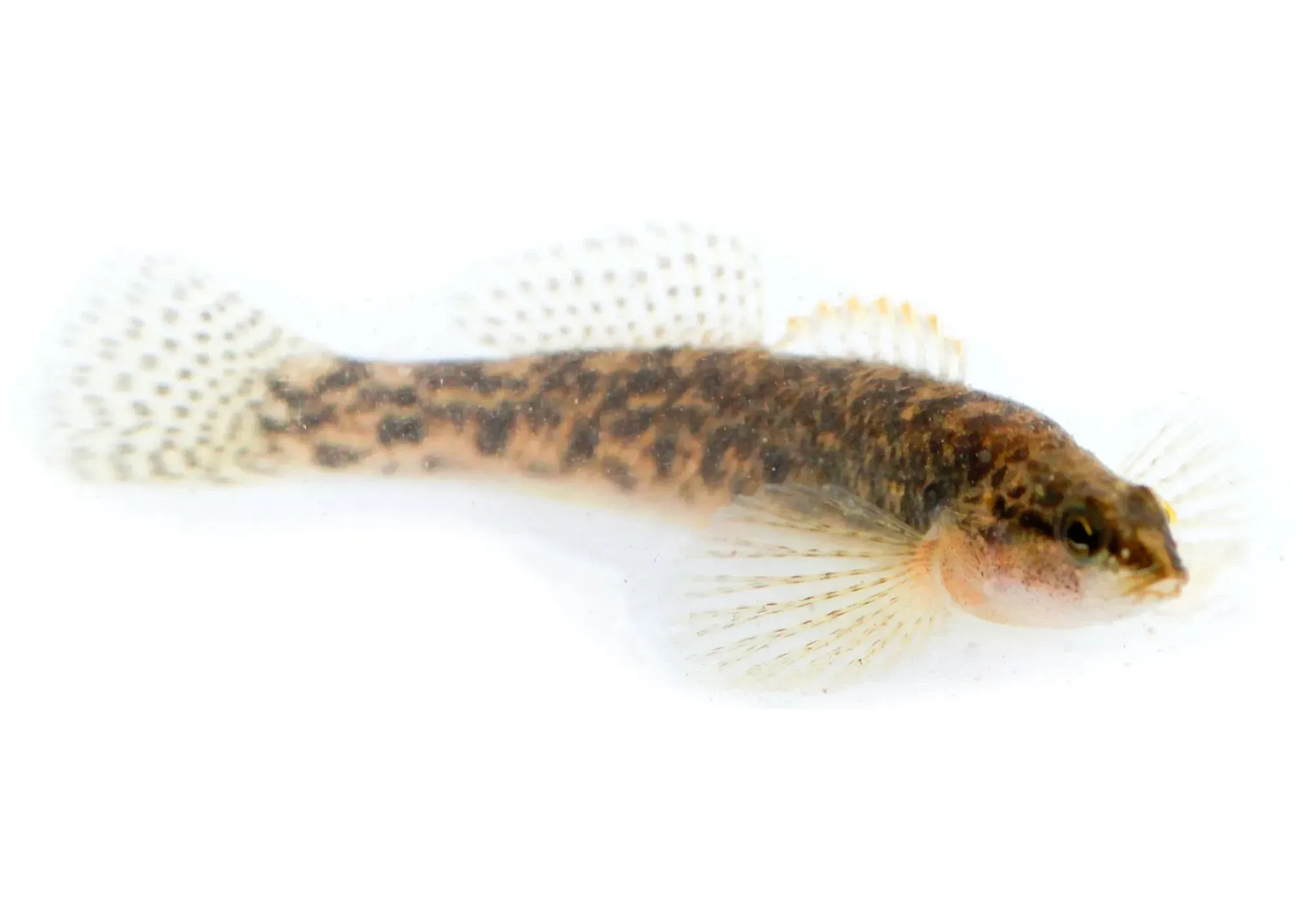The fantail darter fish is by far one of the most interesting aquatic animals out there.