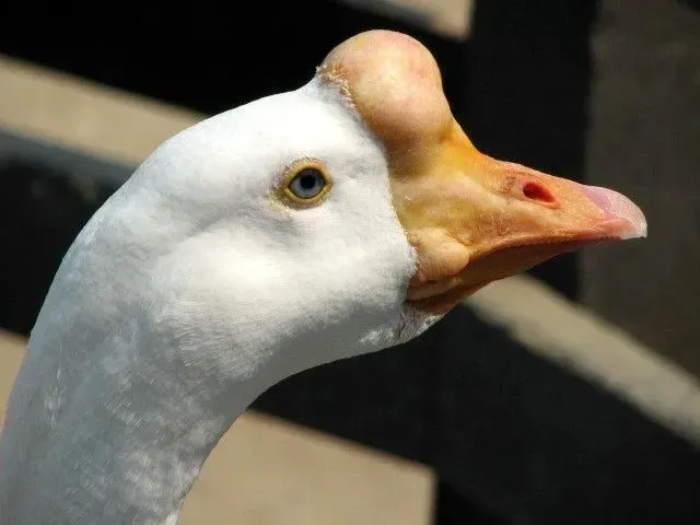 African geese are used commercially to produce meat.