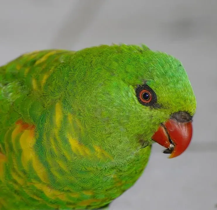 Scaly-breasted Lorikeet has an all-green body with a bright red beak.