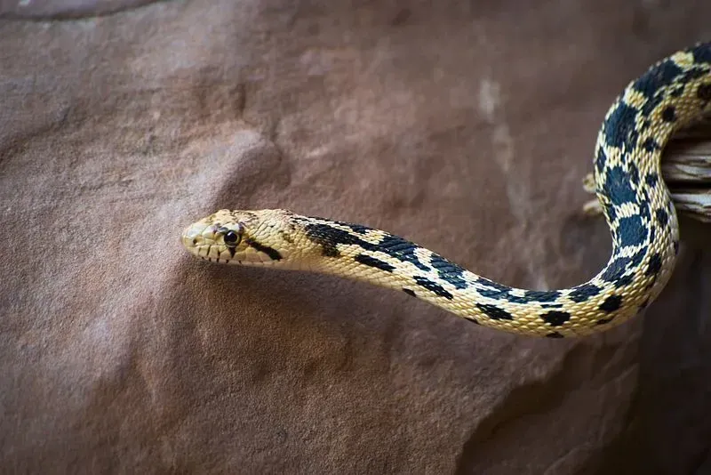 Pituophis catenifer deserticola mimics the behavior of rattlesnake species.