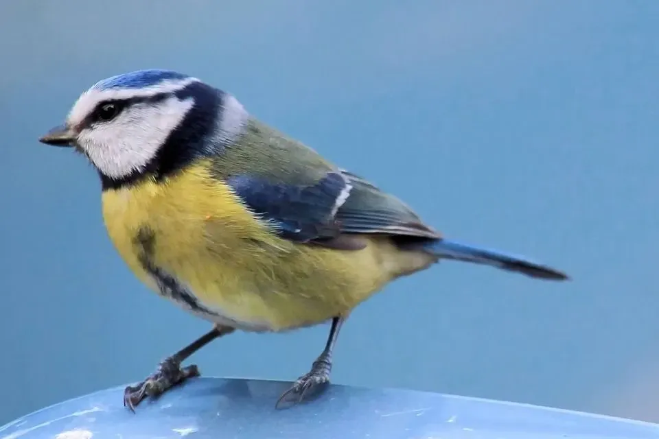 Vibrant and colorful Eurasian blue tit birds are the most attractive and easily recognizable garden visitors.