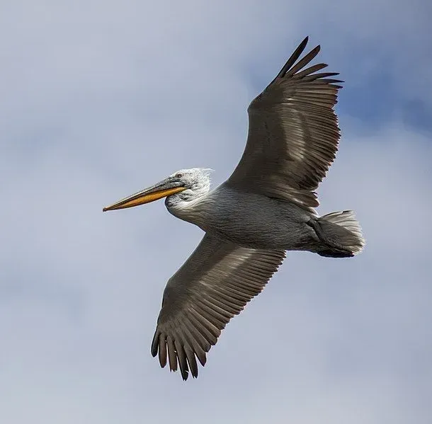 The largest of the pelicans is the Dalmatian pelican.
