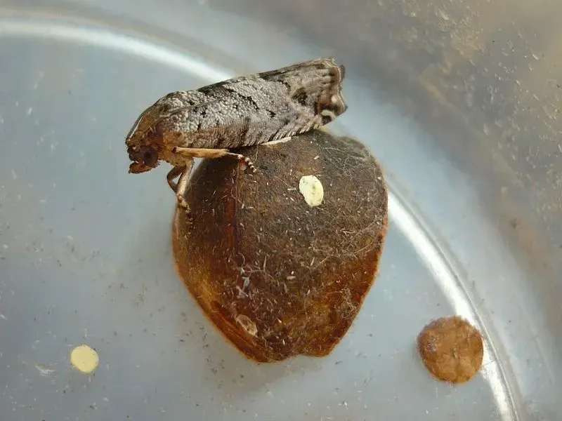 The adult moth climbs out of the Mexican Jumping Bean during springtime.