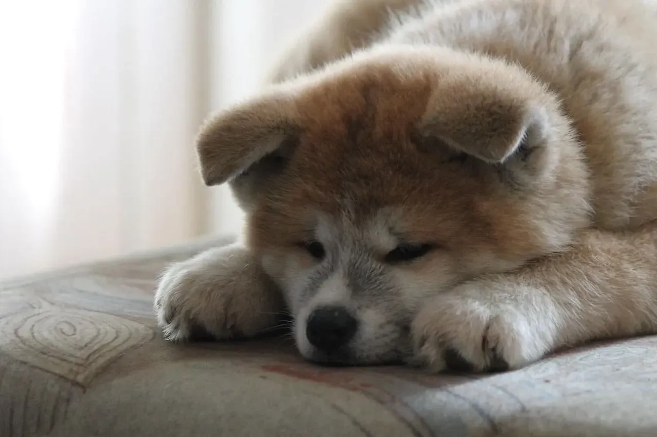 Akita Inu dogs have different coat colors with white markings on different parts of their body.