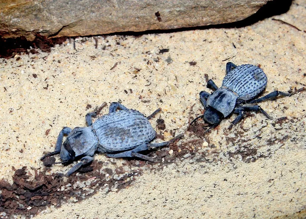 Blue death-feigning beetles are also known as desert ironclad beetles.
