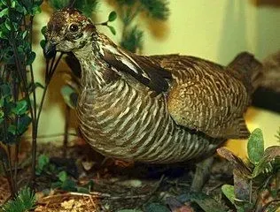 Heath Hens are similar to prairie chickens.