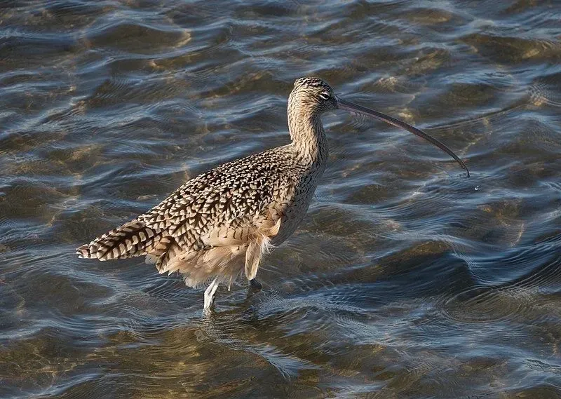 The Long-billed curlew has an extraordinarily long curved bill.