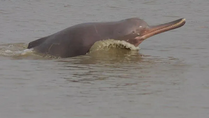 Ganges River Dolphin habitat is located in the freshwater river system.