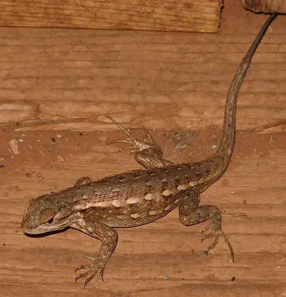 Common sagebrush lizard has a larger range and is more abundant in its natural habitat.