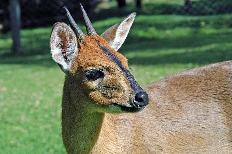 Although the west African royal antelope is nocturnal, it is observed that they eat throughout the day