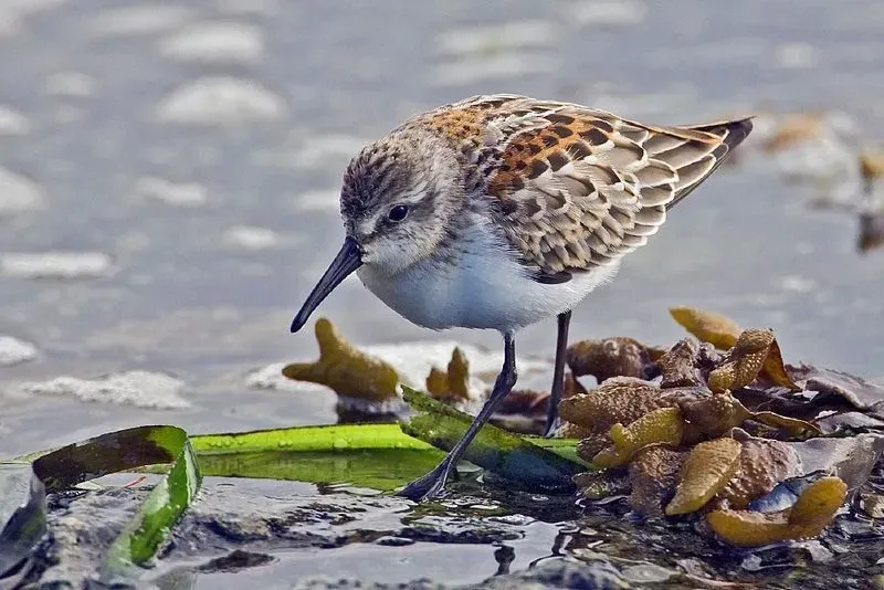 The western sandpiper mostly eats flies and beetles as well as other insects and spiders.