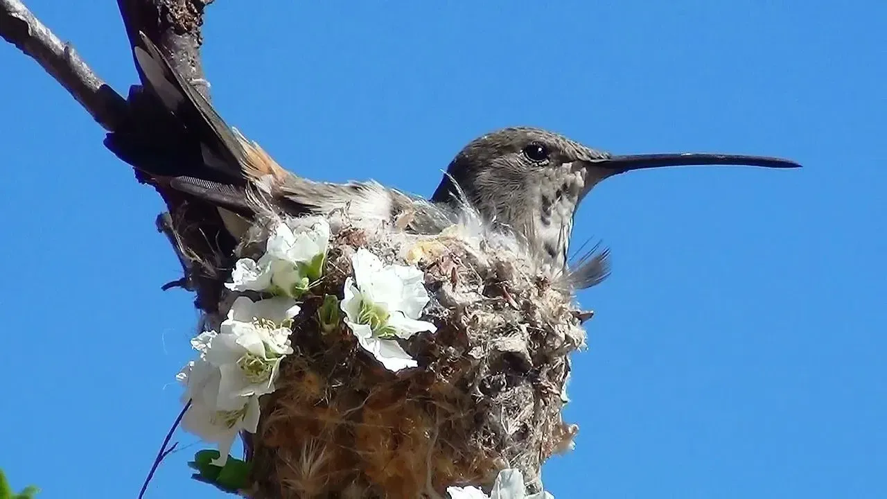 These rare oasis hummingbird facts would make you love them.