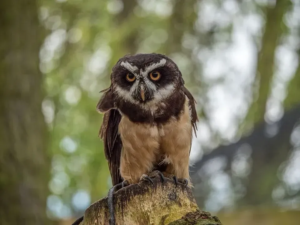 A Spectacled Owl has dark brown plumage.