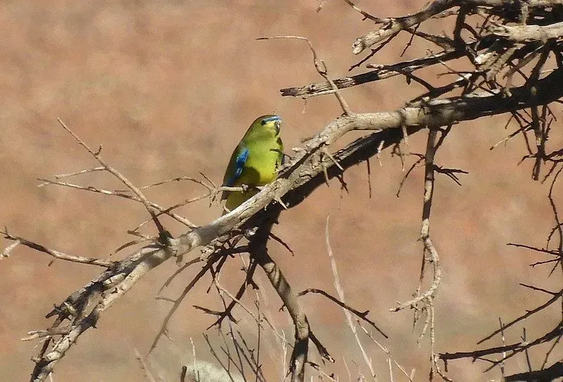 These rare elegant parrot facts would make you love them